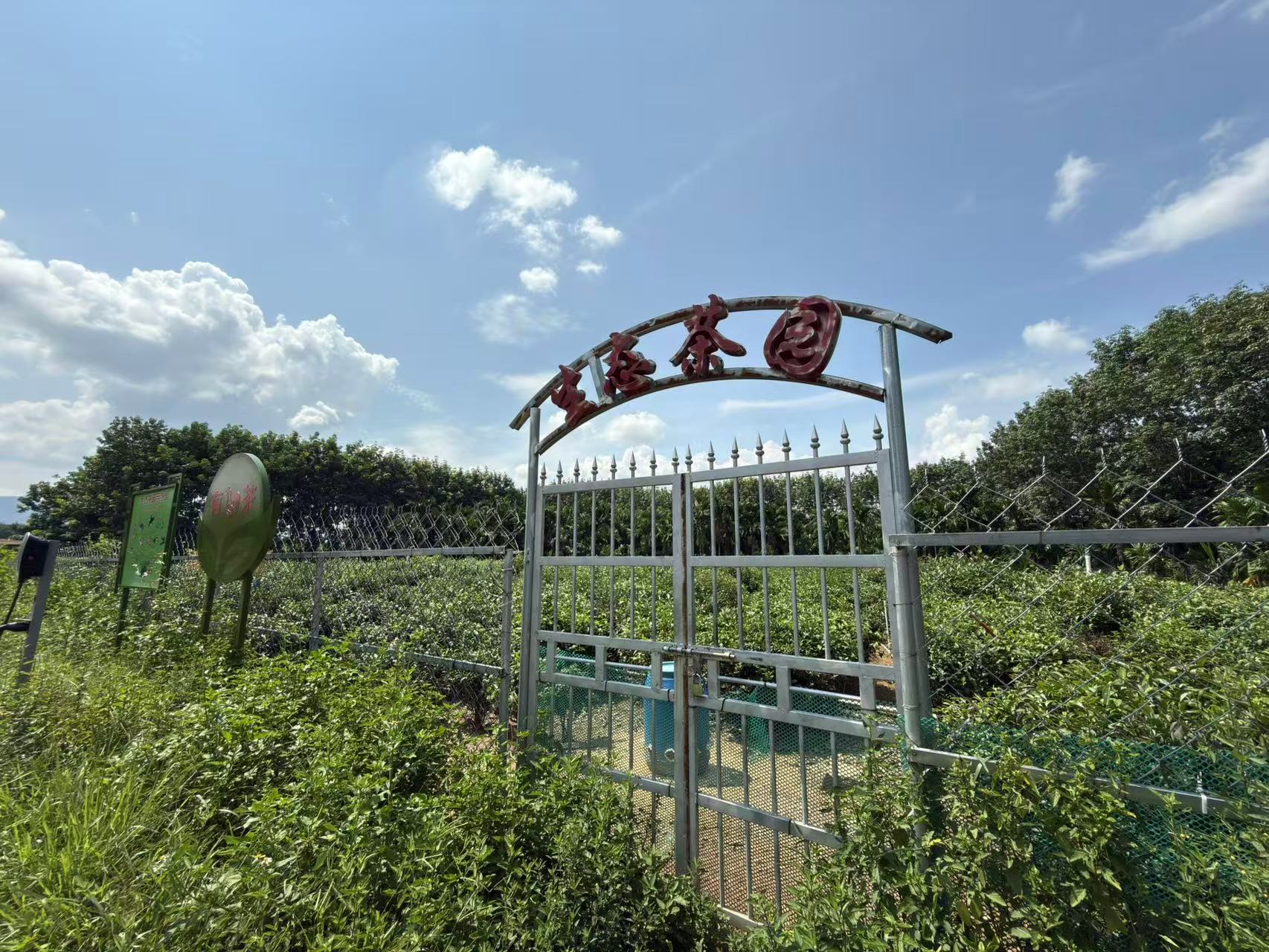 白沙绿茶茶园