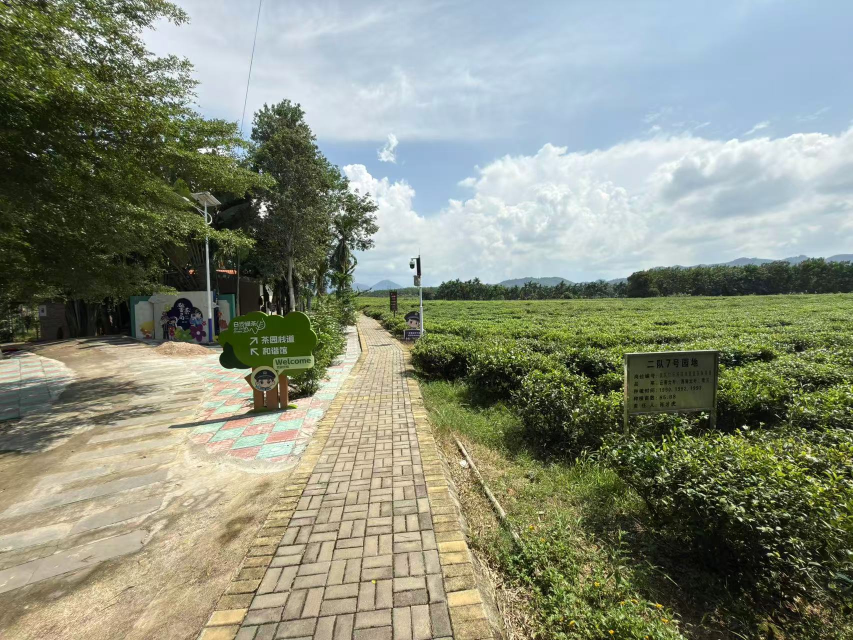 白沙绿茶茶园