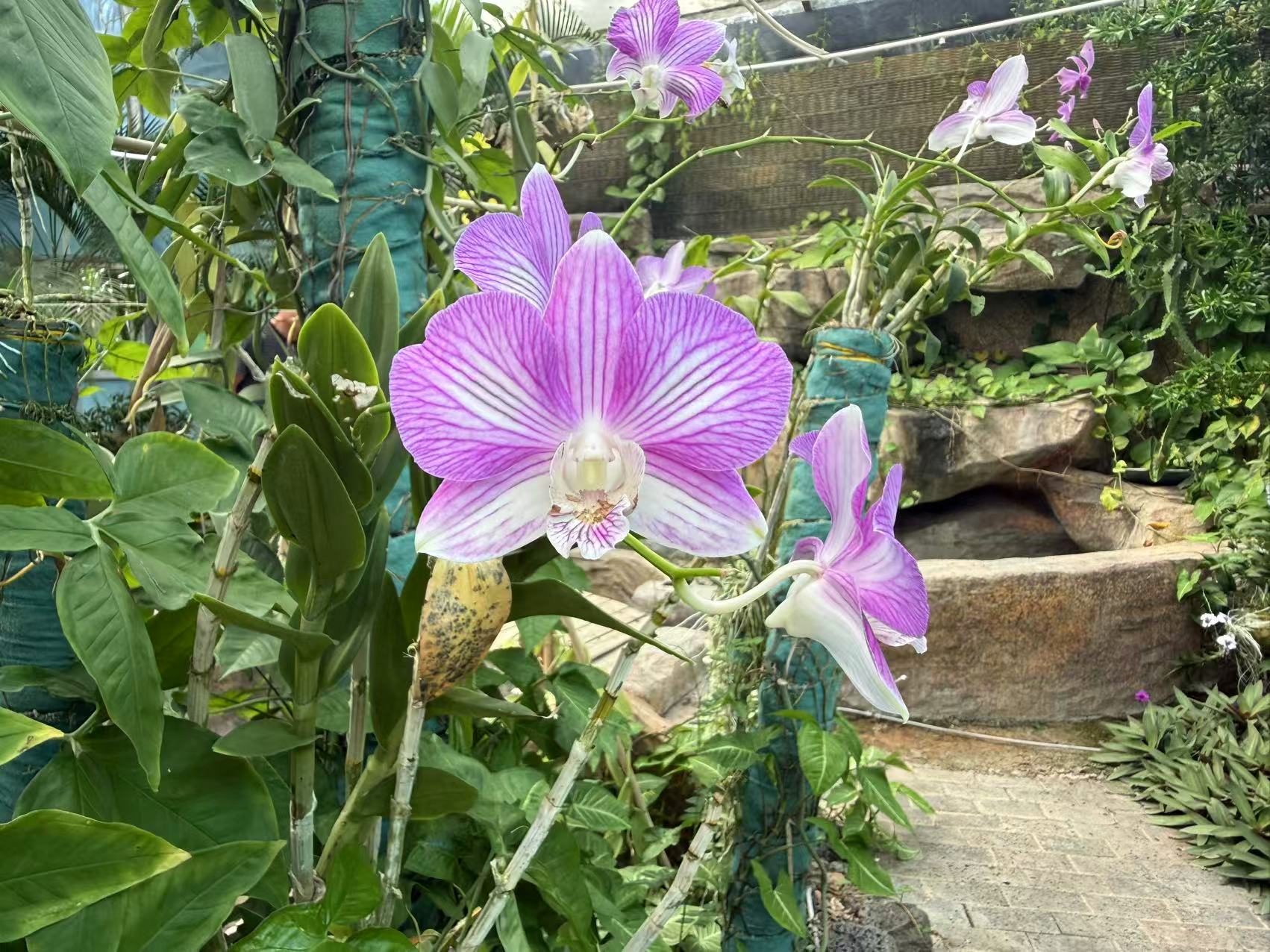 兰花花语科普墙