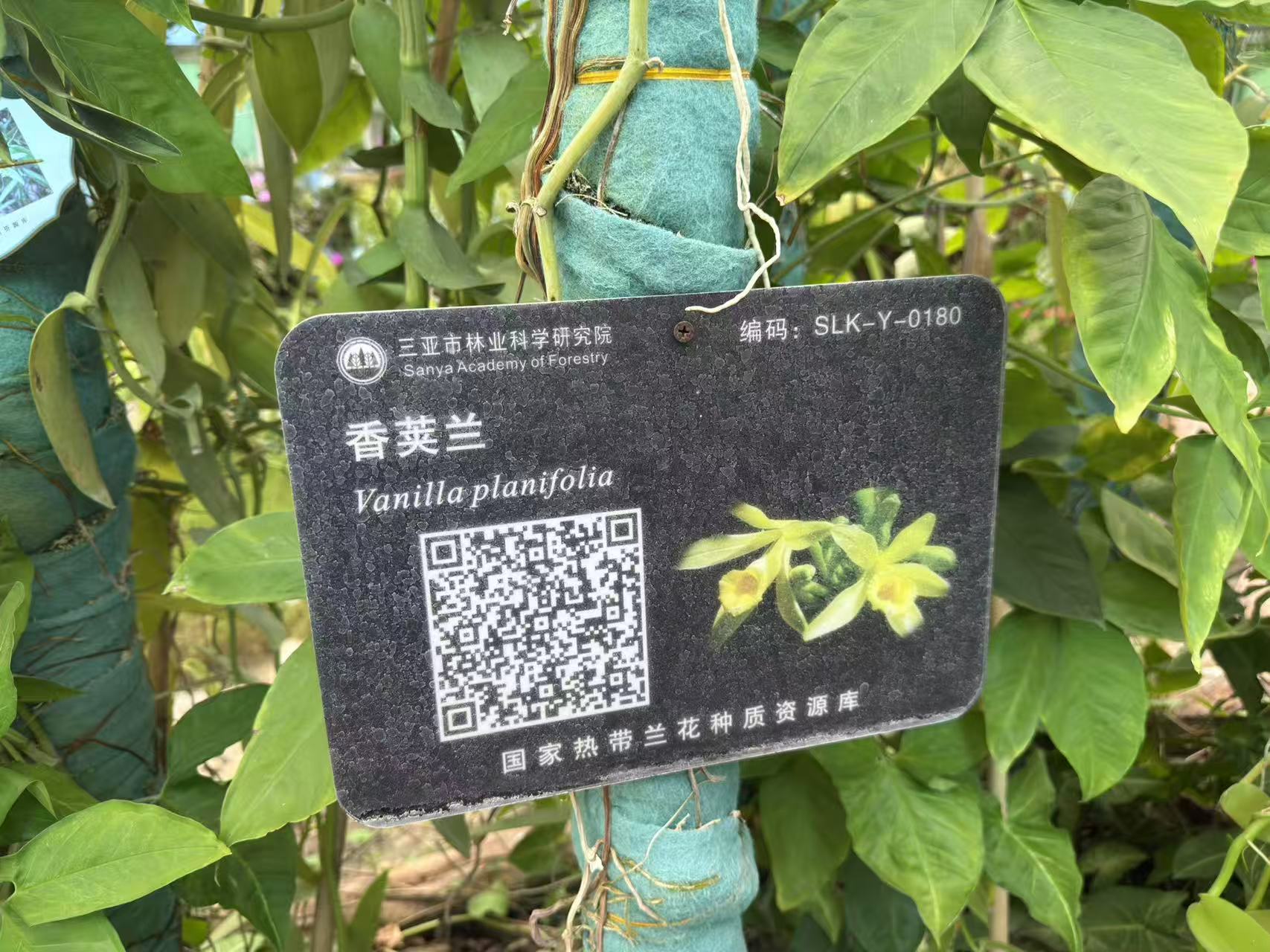 Science panel: orchid production process
