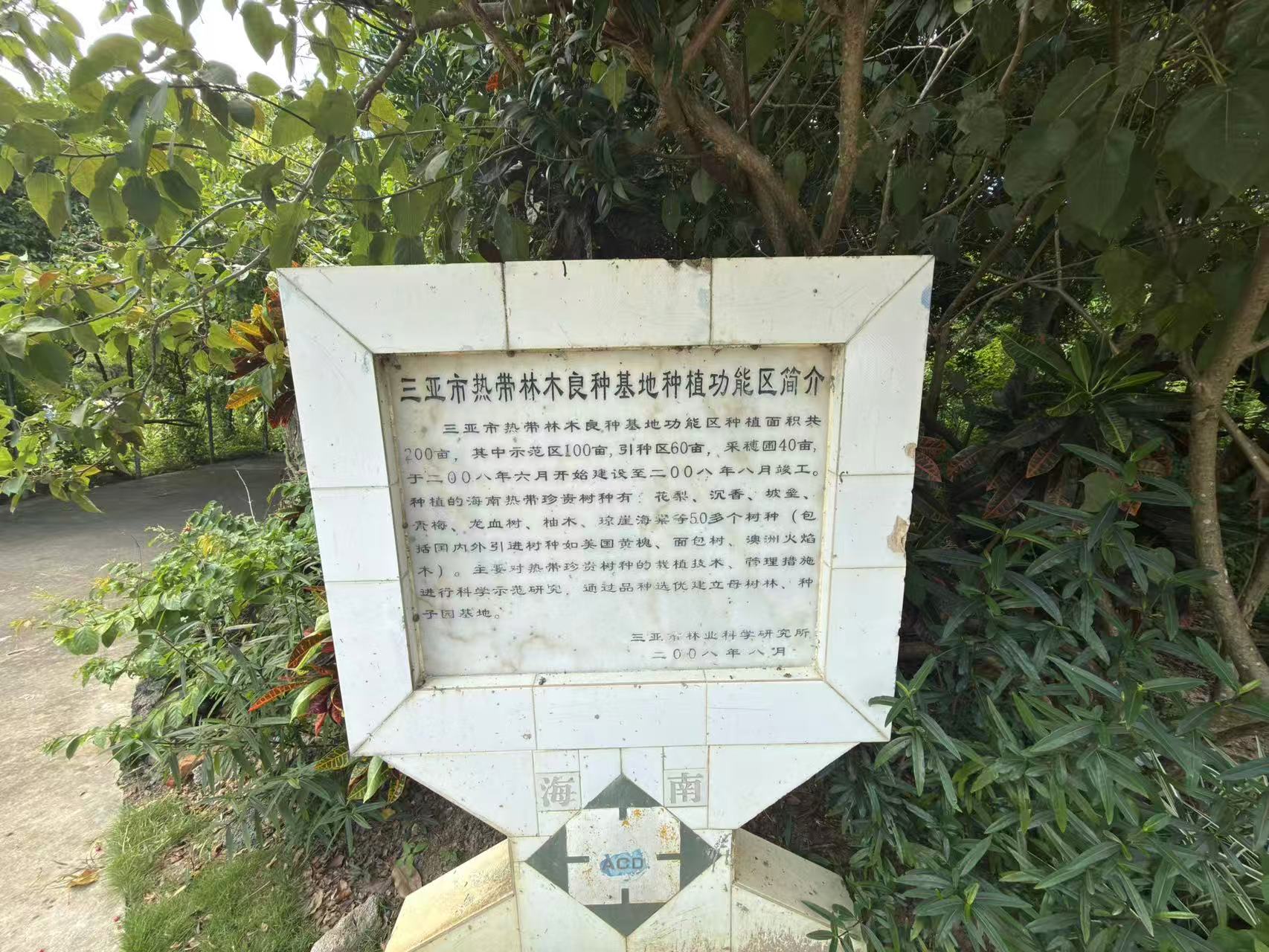石斛兰紫红色花朵