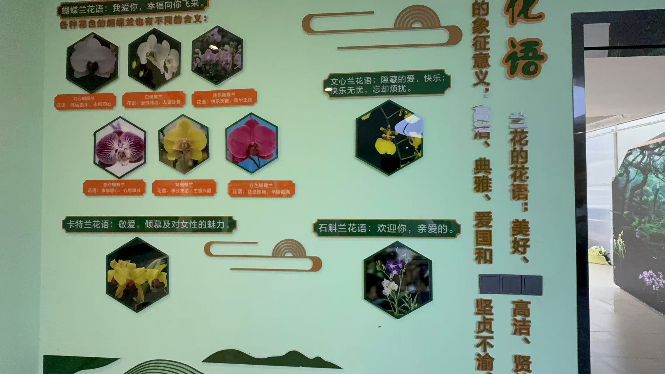 蝴蝶兰生产圃成排花海