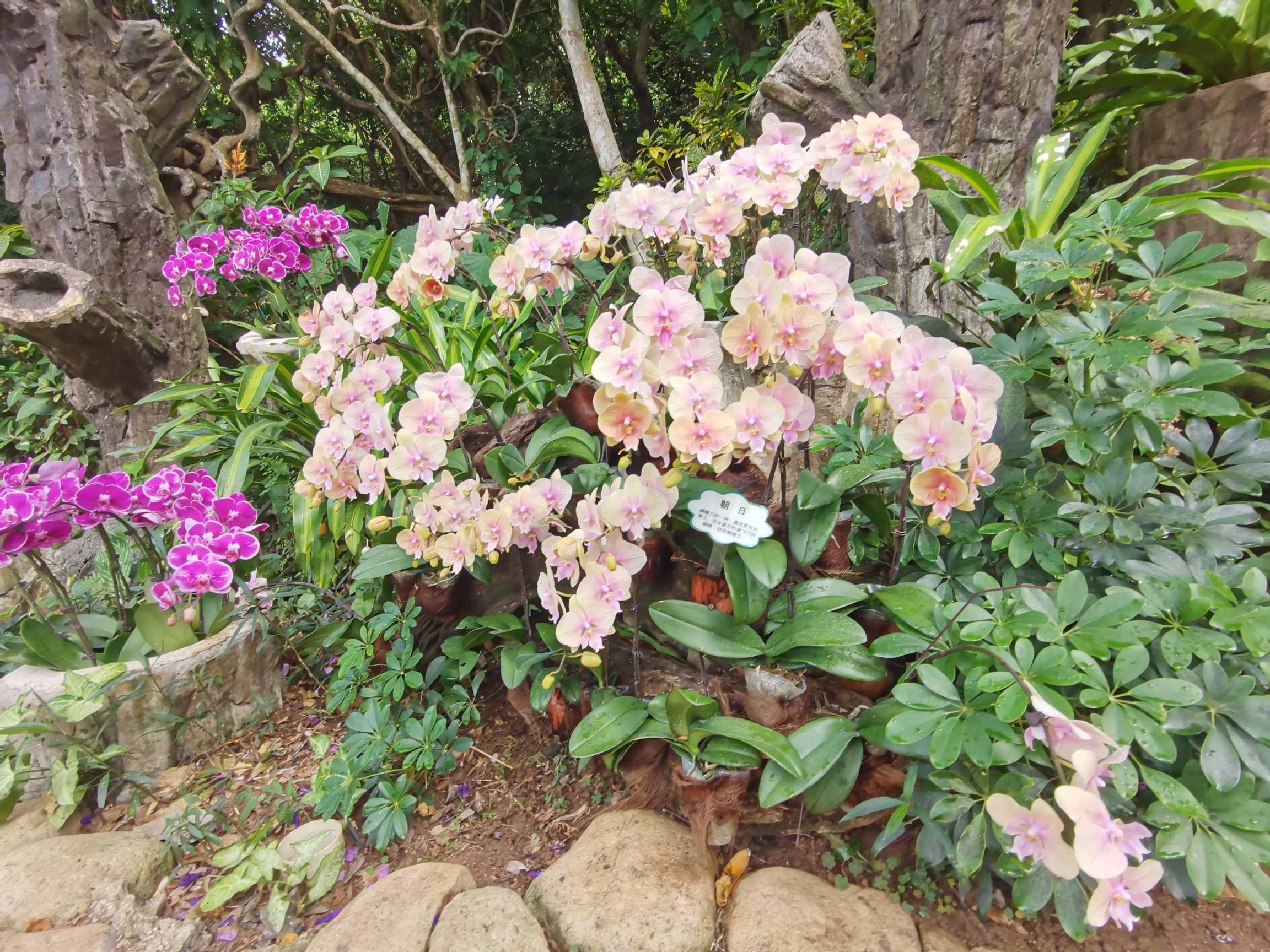 天堂森林公园天涯物语·拾光里