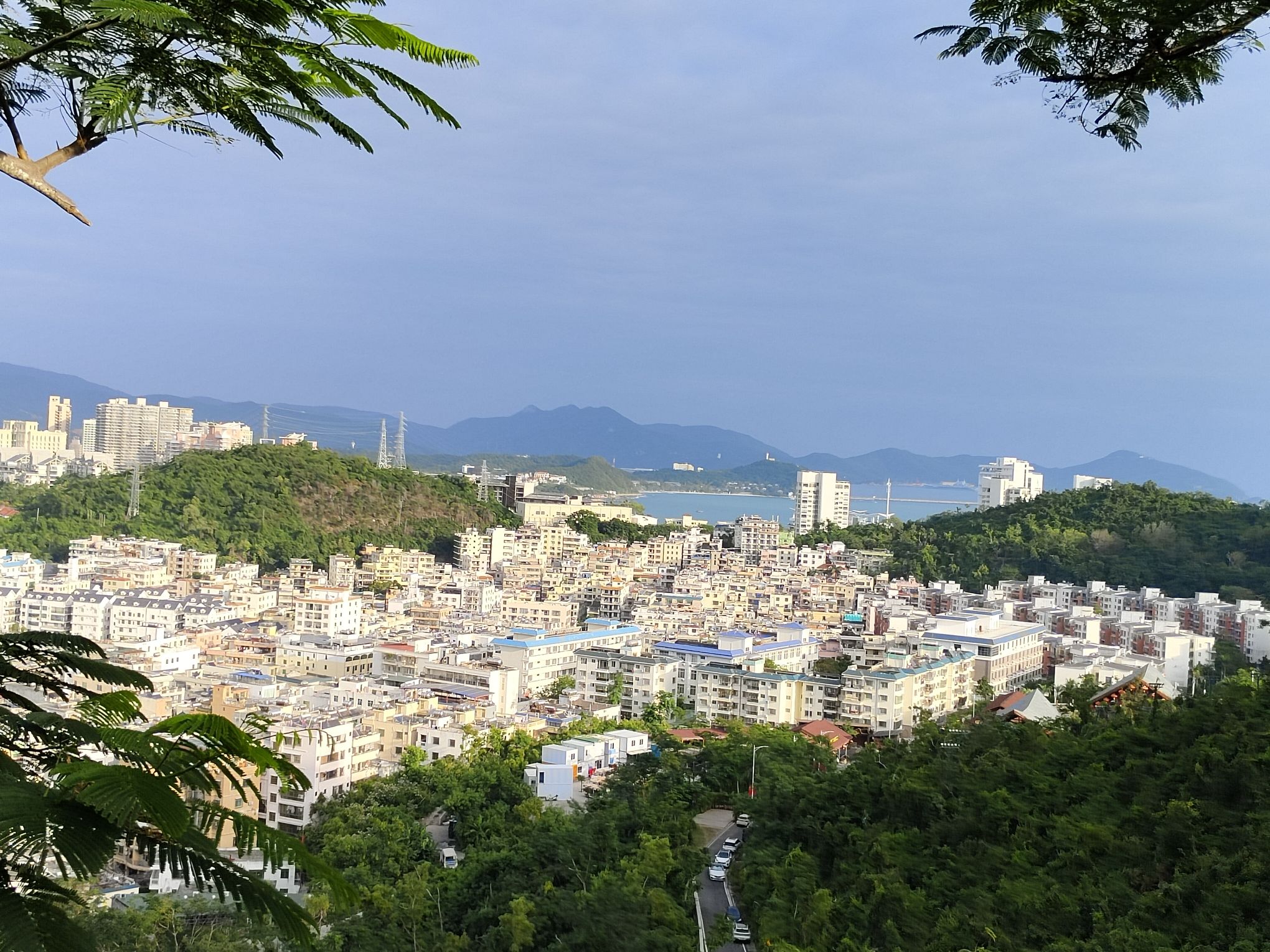 千年古榕