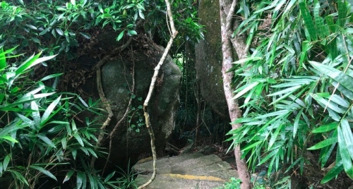 根抱石