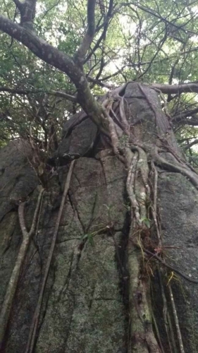 根抱石
