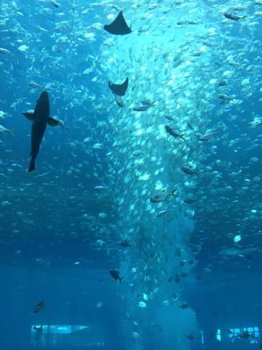 亚特兰蒂斯失落的空间水族馆