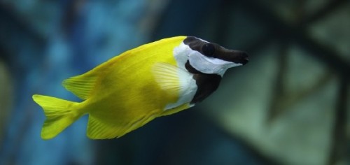 亚特兰蒂斯失落的空间水族馆