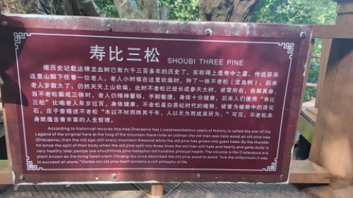 寿比三松