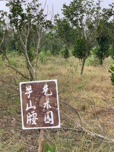 五指山乡茶民宿攻略：五指山必去景点与旅行贴士（2026年）