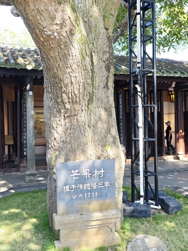 东坡书院-芒果树