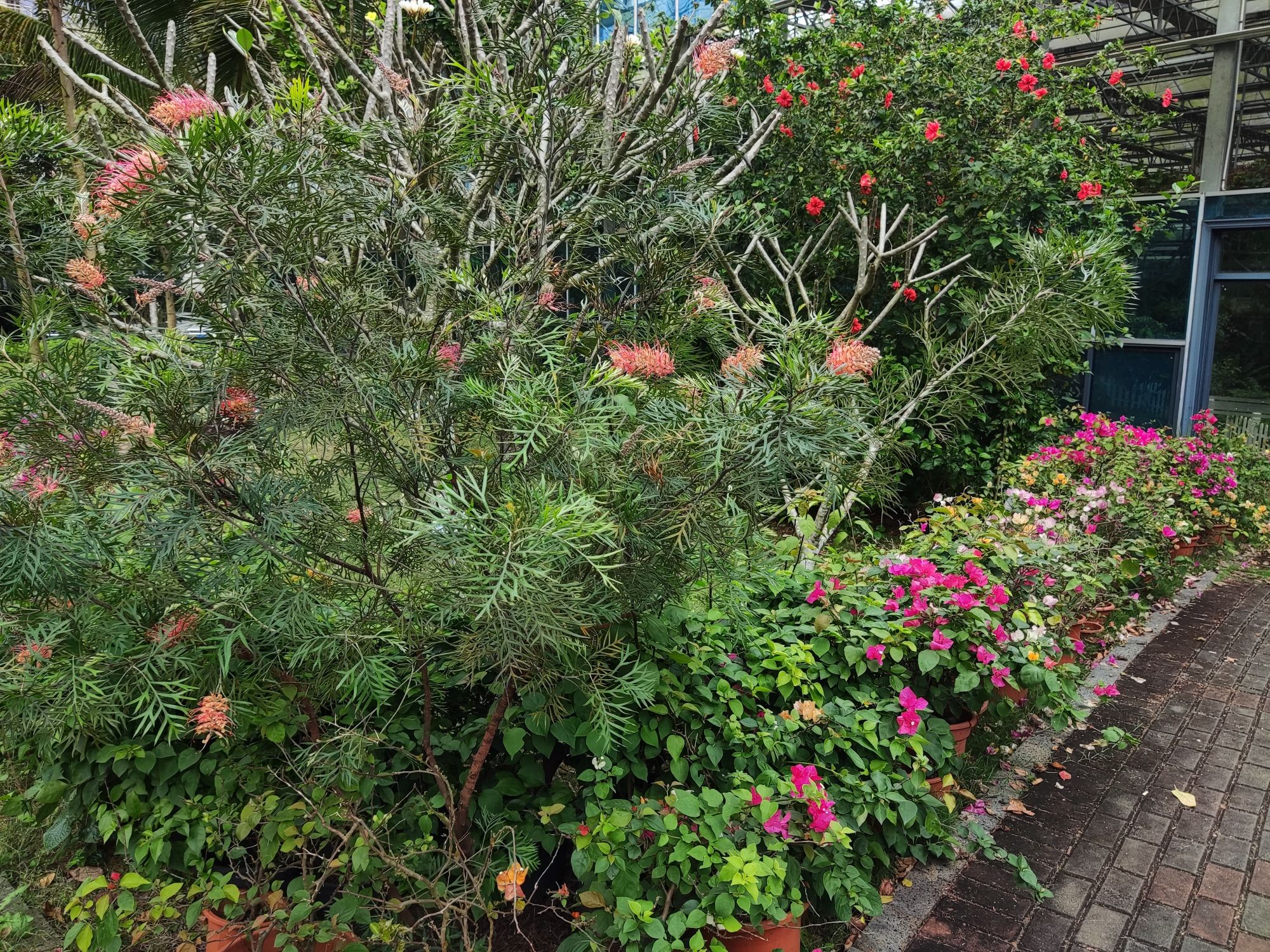 海南医科大学(城西校区)-中草药植物园