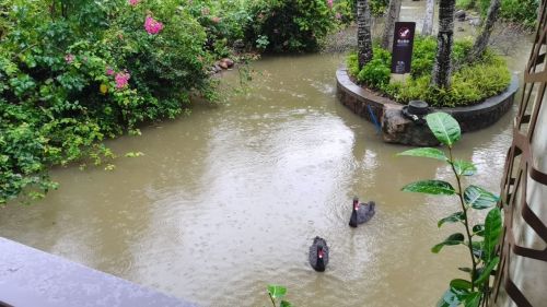 天鹅湖