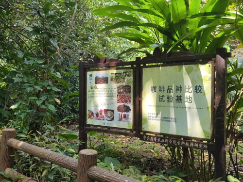 万宁咖啡品种比较试验基地游玩全攻略——门票、交通、住宿一文搞定