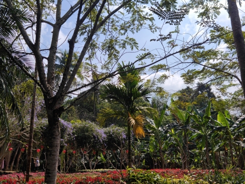 兴隆热带植物园-大果西番莲