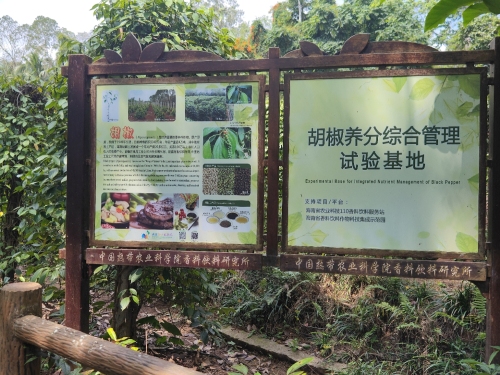 胡椒养分综合管理试验基地