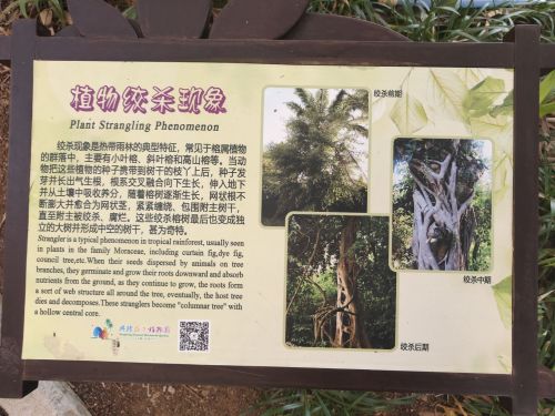 植物绞杀现象