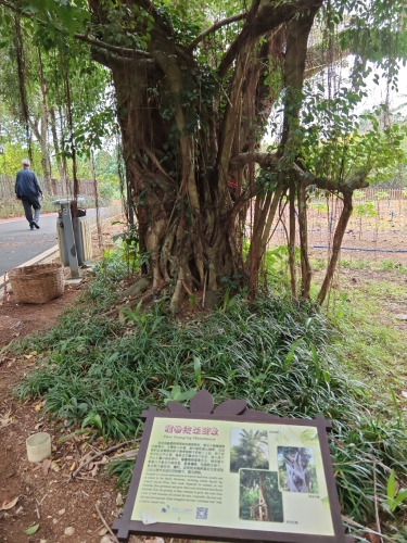 植物绞杀现象