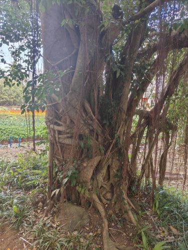 植物绞杀现象