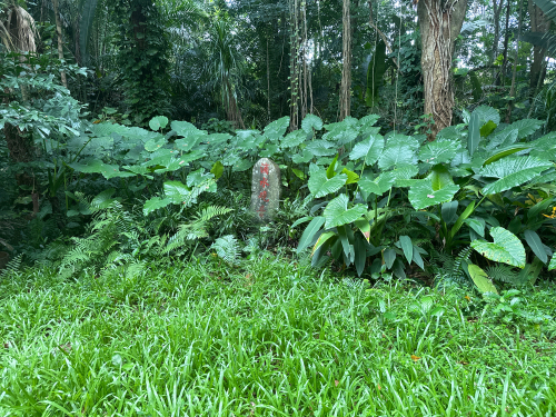 海南热带野生动植物园-滴水观音