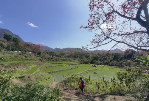 探秘木棉景区——昌江黎族自治县最值得打卡的目的地