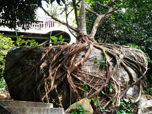 分界洲岛景区-根抱石