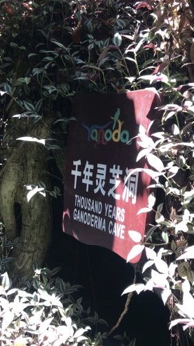 千年灵芝洞