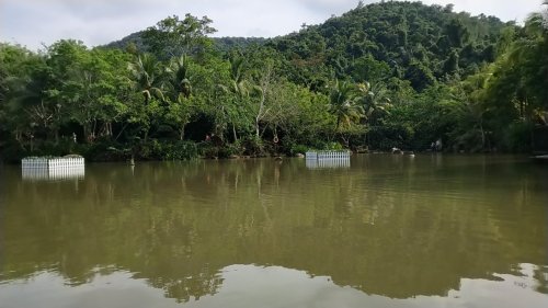 保亭黎族苗族自治县之旅不可错过：呀诺达热带雨林-荷花池深度体验指南