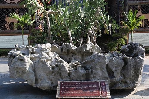 海南槟榔谷黎苗文化旅游区-龙船石百年仙人掌