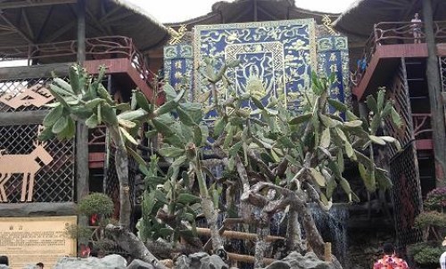 海南槟榔谷黎苗文化旅游区-龙船石百年仙人掌