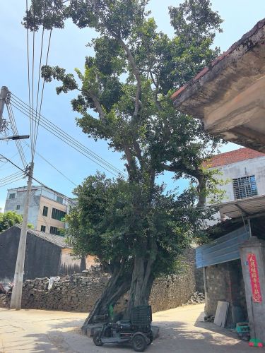 百年榕树