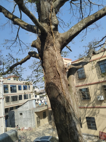 沙上大榕树