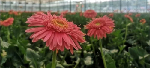 王春姬百花园