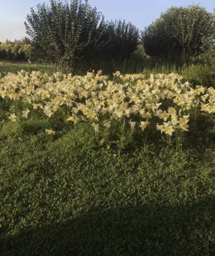 王春姬百花园