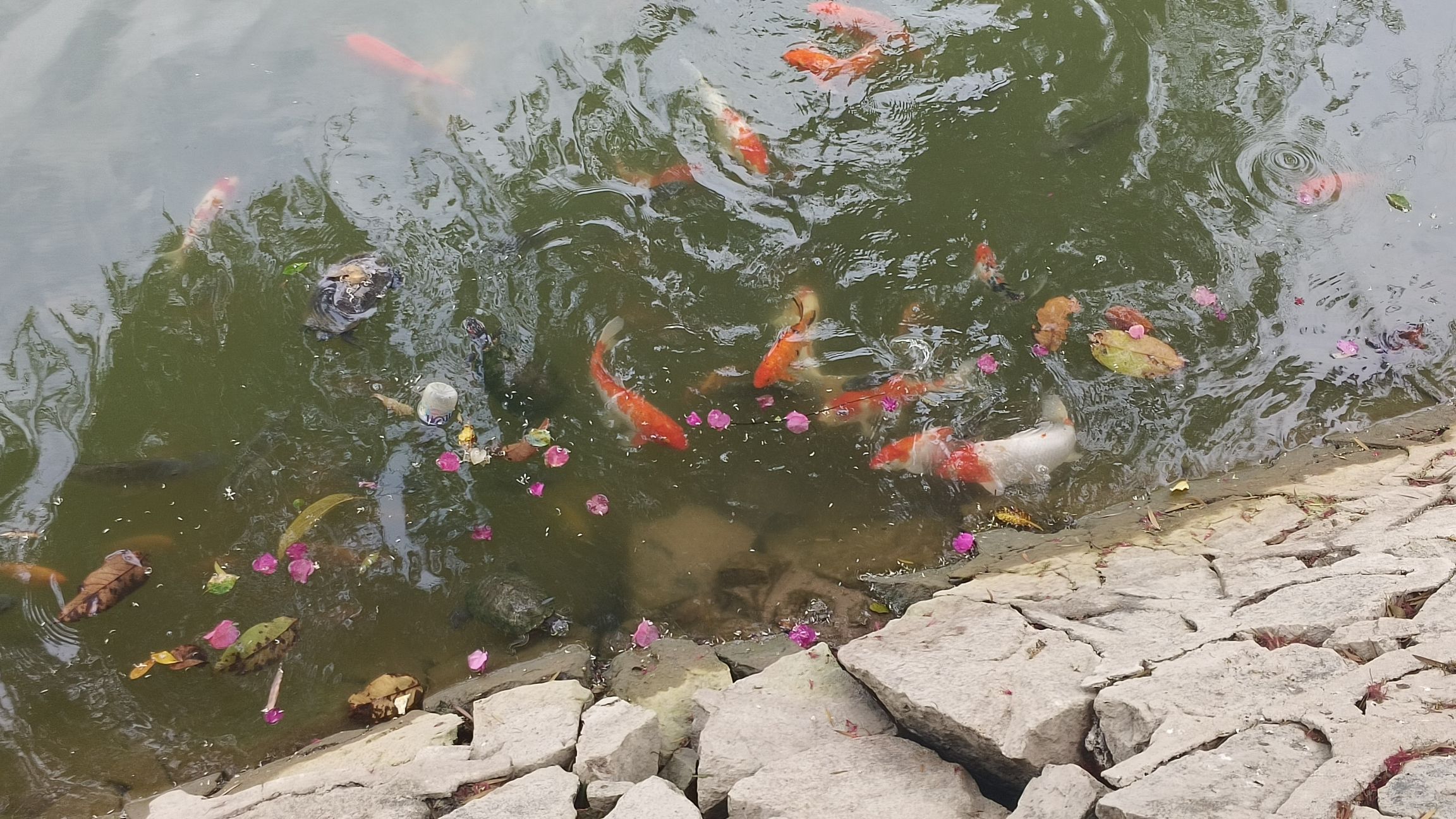 南山文化旅游区-放生池