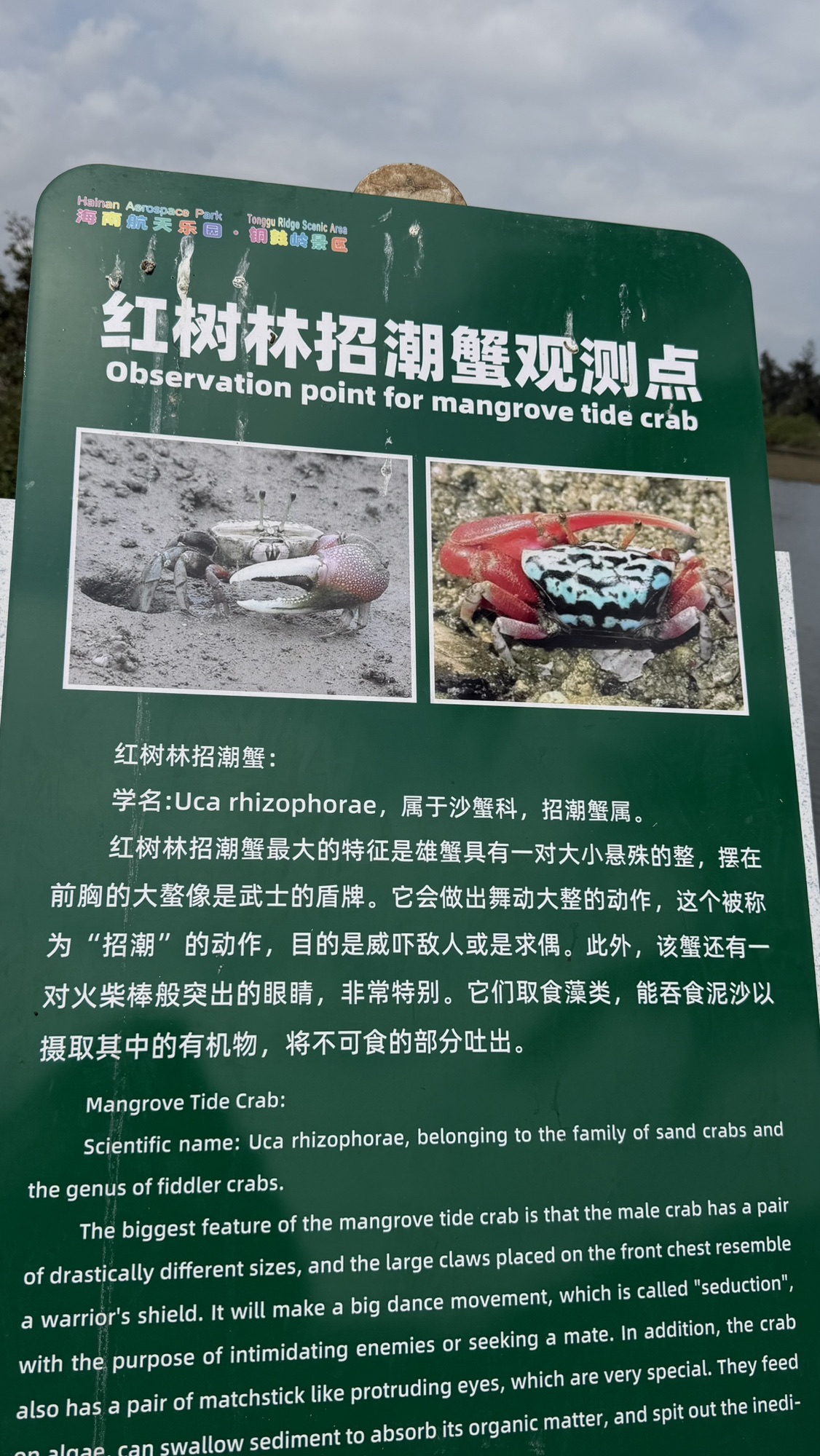红树林招潮蟹观测点