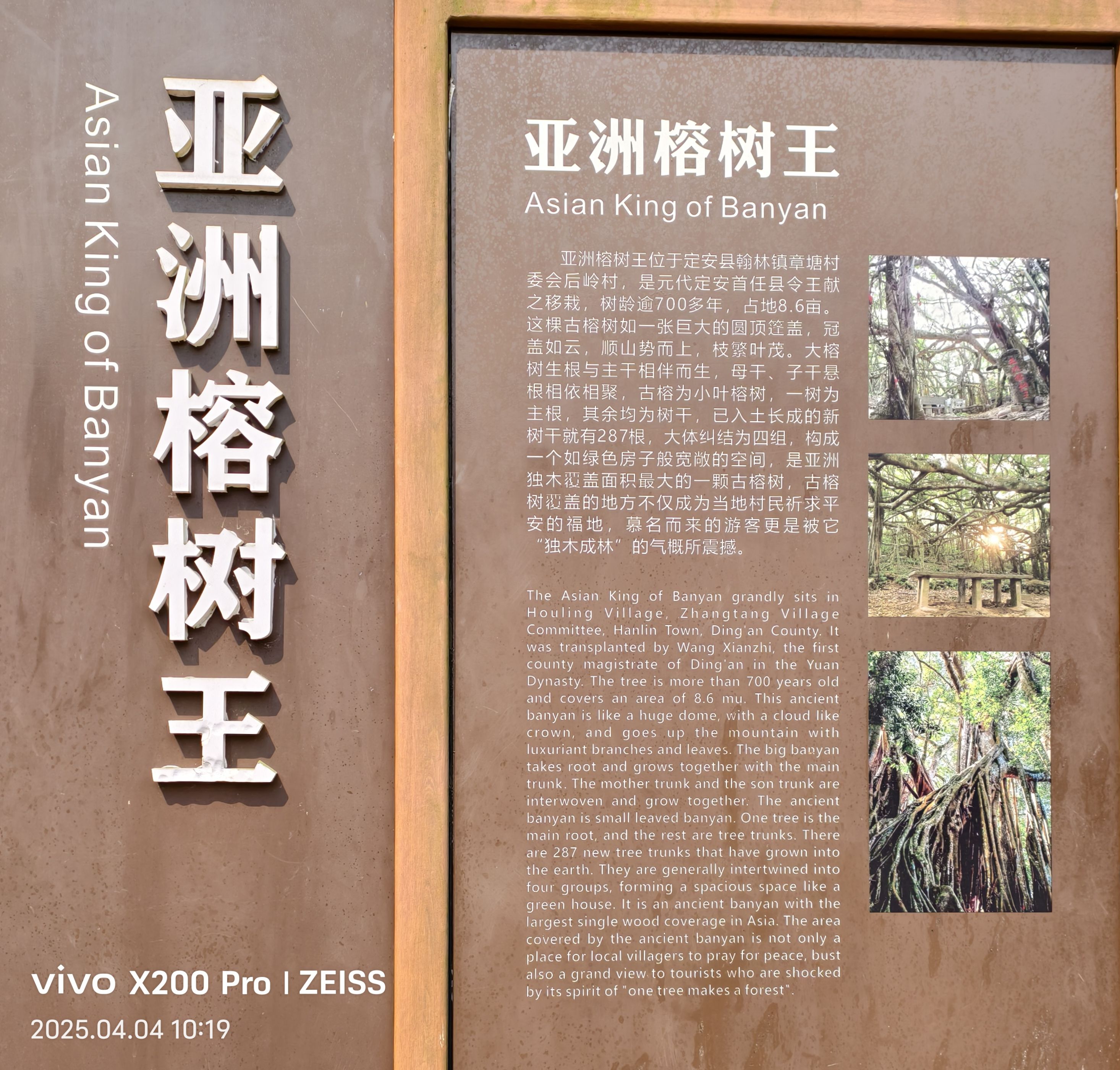 亚洲榕树王