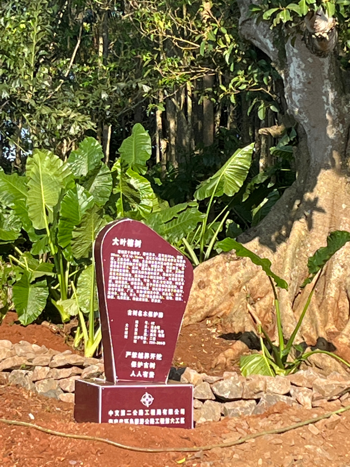 澄迈县洋水村大叶榕树游玩全攻略——门票、交通、住宿一文搞定（2026年）