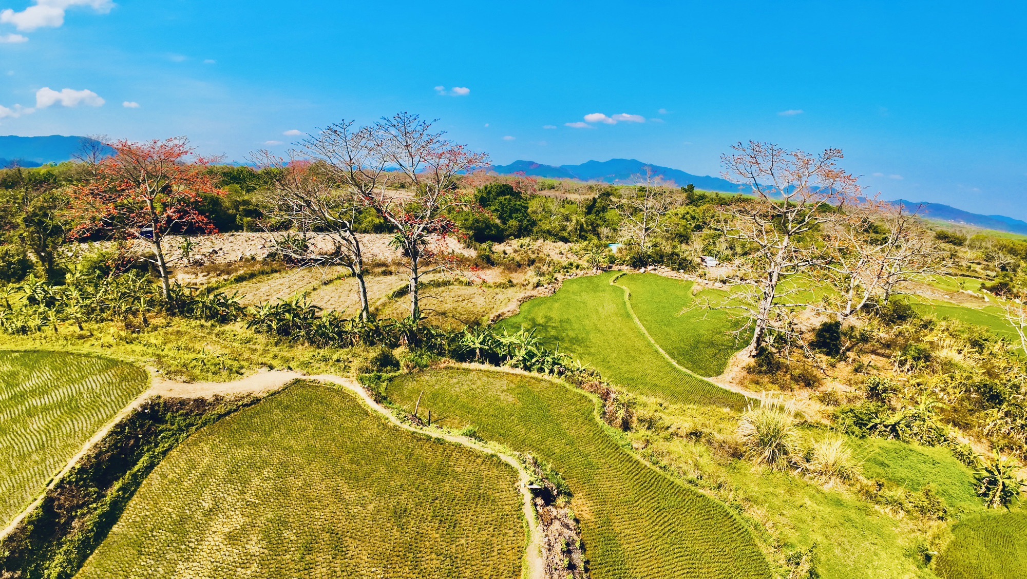 宝山梯田