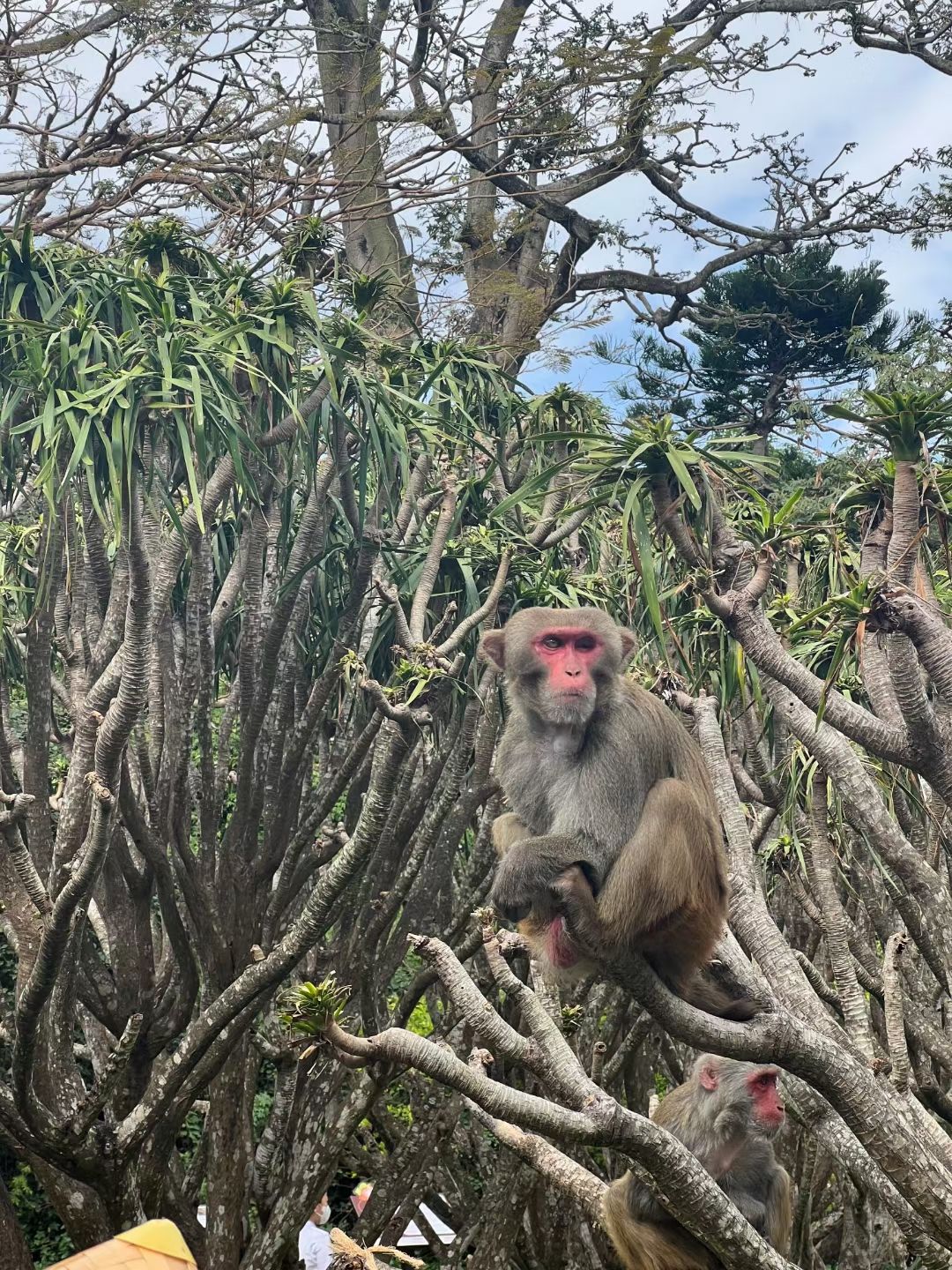 南湾猴岛-猴王寨
