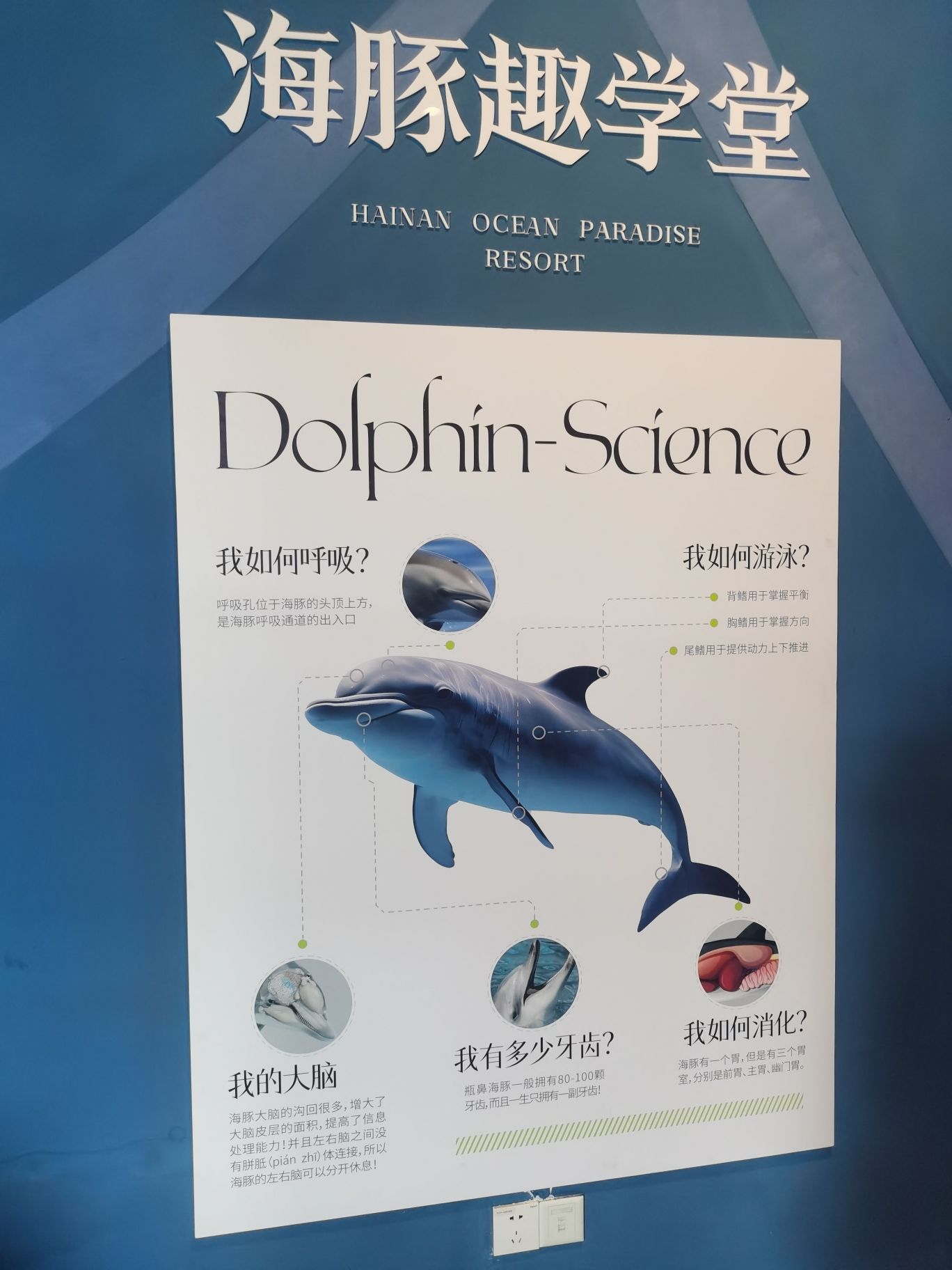 海豚水下画廊