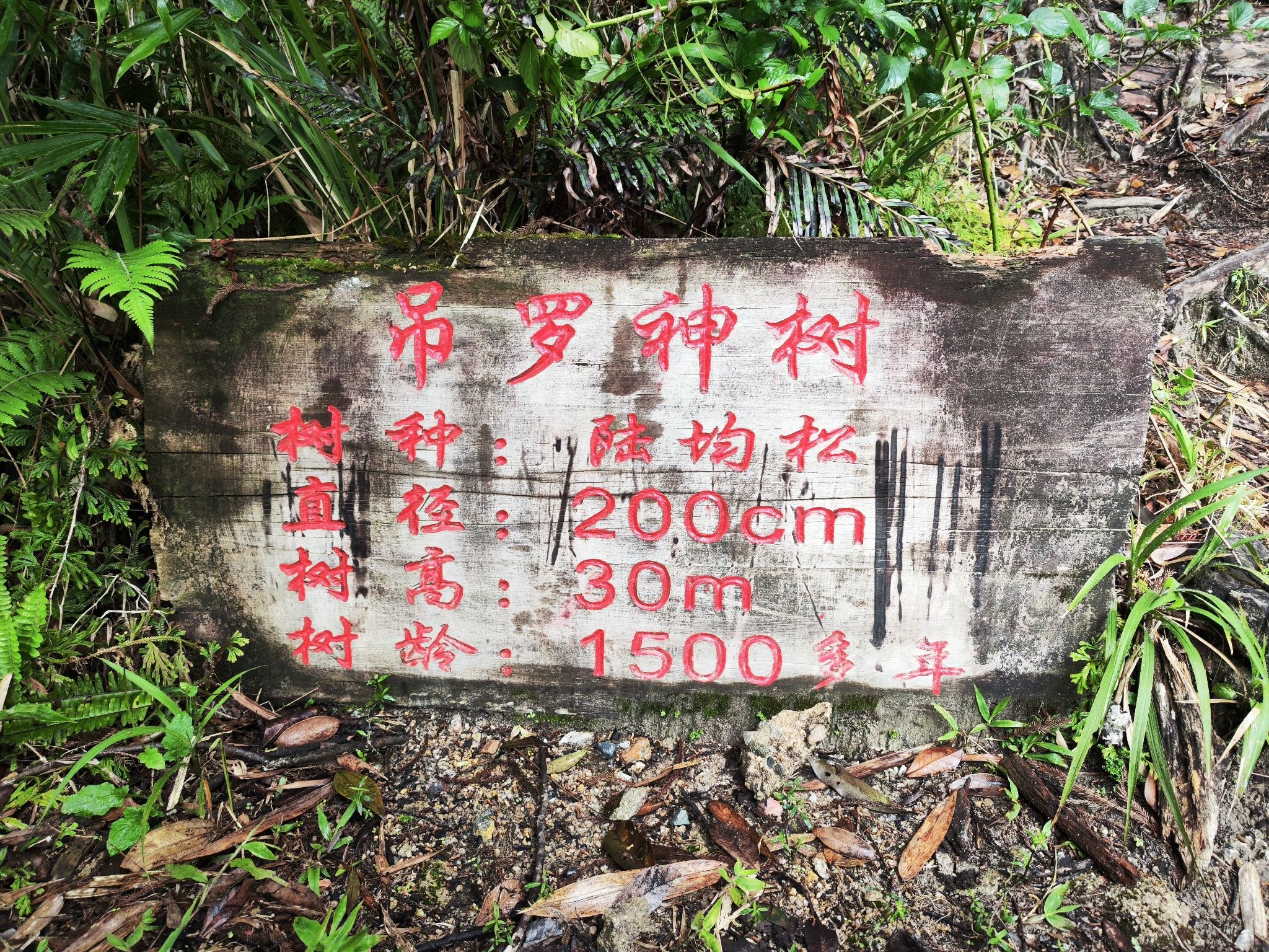 吊罗山神树景区